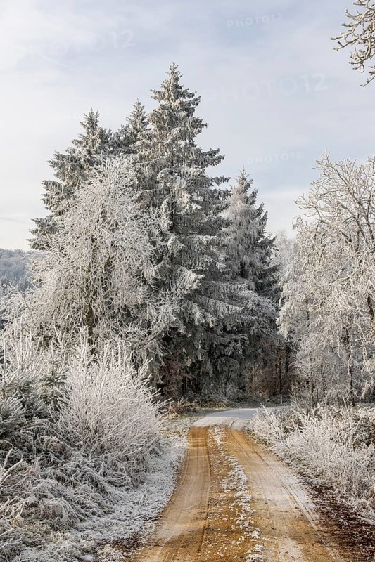 Forest road going through a mixed forest white from roarfrost on a sunny day in winter, Bavaria, Germany