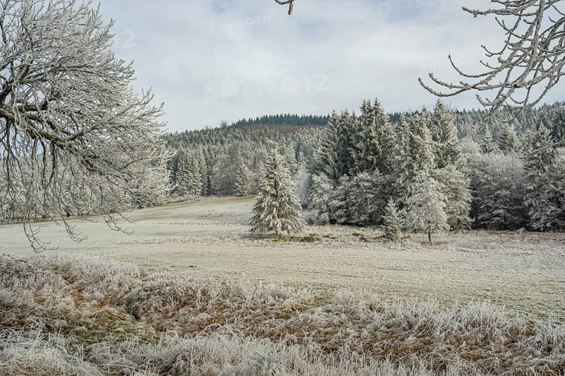 Meadow in a valley surrounded by a mixed forest with norway spruce (Picea abies) and European beech (Fagus sylvatica) white from roarfrost, on a sunny day in winter, Bavaria, Germany