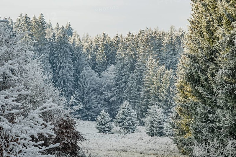 Meadow in a valley surrounded by a mixed forest with norway spruce (Picea abies) and European beech (Fagus sylvatica) white from roarfrost, on a sunny day in winter, Bavaria, Germany