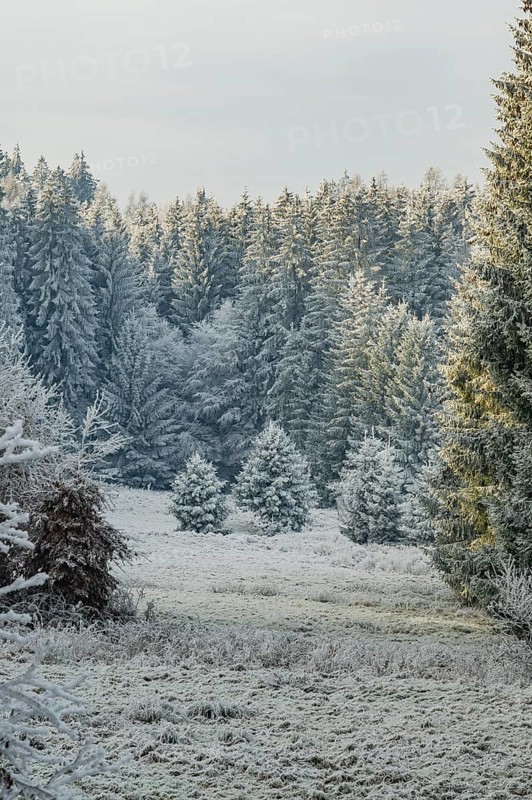 Meadow in a valley surrounded by a mixed forest with norway spruce (Picea abies) and European beech (Fagus sylvatica) white from roarfrost, on a sunny day in winter, Bavaria, Germany