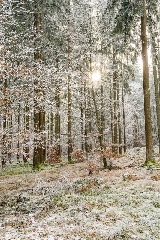 Mixed forest with norway spruce (Picea abies) and European beech (Fagus sylvatica) white from roarfrost, on a sunny day in winter, Bavaria, Germany