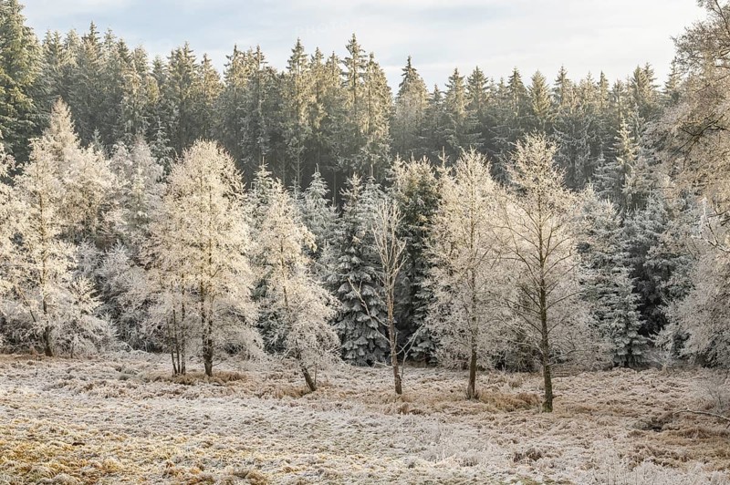 Meadow in a valley surrounded by a mixed forest with norway spruce (Picea abies) and European beech (Fagus sylvatica) white from roarfrost, on a sunny day in winter, Bavaria, Germany