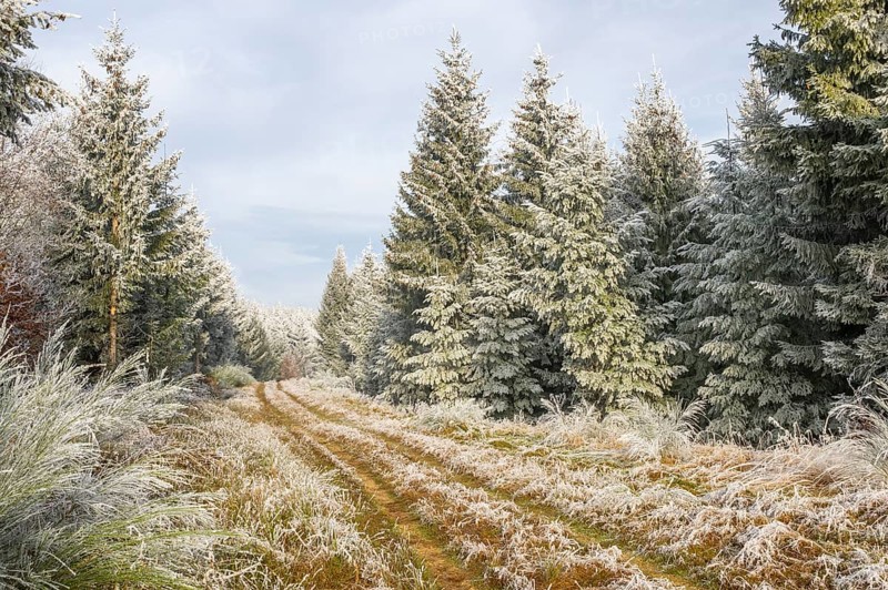Walking trail going through a mixed forest white from roarfrost on a sunny day in winter, Bavaria, Germany