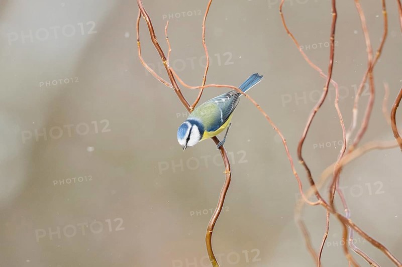 Eurasian blue tit (Cyanistes caeruleus) sitting on a branch, Bavaria, Germany