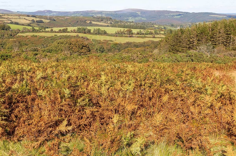 Autumnal colours of autumn vegetation on moorland, near Hayford, Buckfastleigh, Dartmoor national park, Devon, England, UK