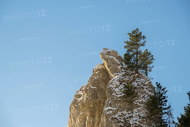 Scots pine (Pinus sylvestris) trees growing on a huge rock in winter, Vápec, Horná Poruba, Slovakia