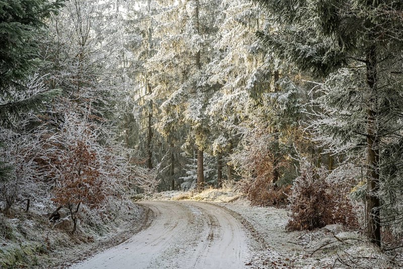 Forest road going through a mixed forest white from roarfrost on a sunny day in winter, Bavaria, Germany