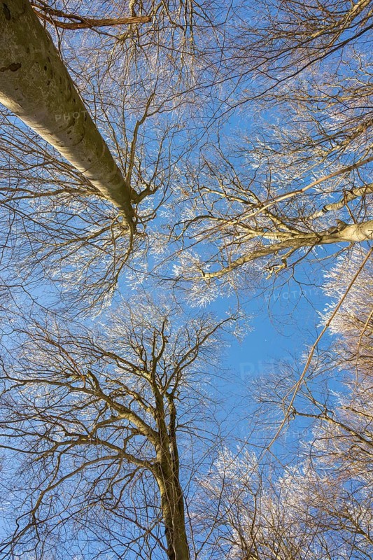 European beech (Fagus sylvatica) trees in a forest with hoarfrost on the branches in winter, Vápec, Horná Poruba, Slovakia