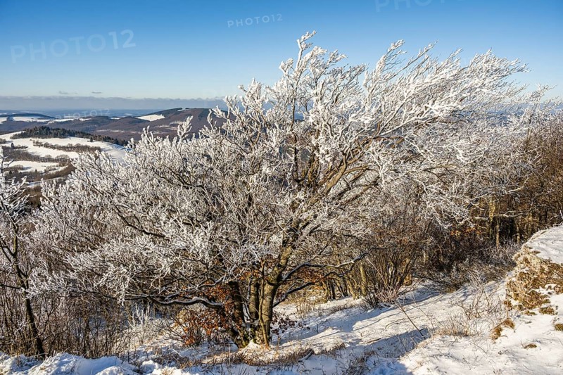 European beech (Fagus sylvatica) trees in a forest with hoarfrost on the branches in winter, Vápec, Horná Poruba, Slovakia