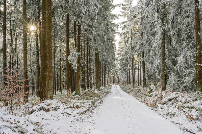 Forest road going through a mixed forest white from roarfrost on a sunny day in winter, Bavaria, Germany