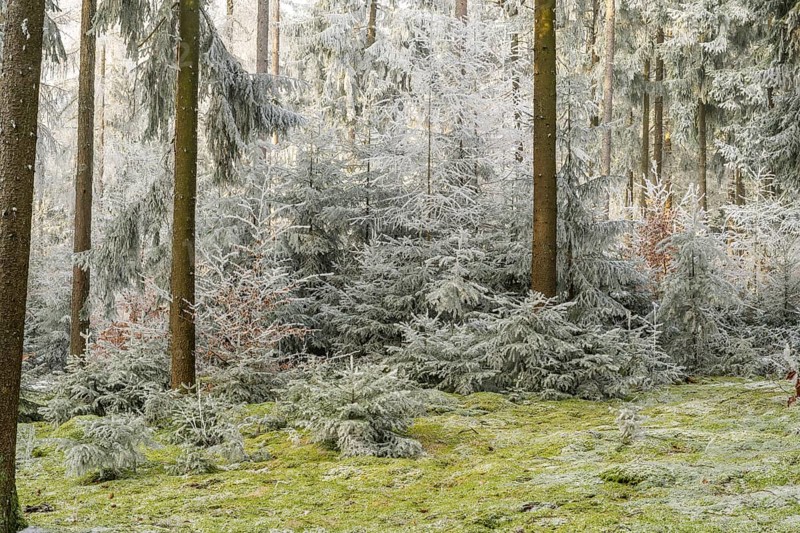 Mixed forest with norway spruce (Picea abies) and European beech (Fagus sylvatica) white from roarfrost, on a sunny day in winter, Bavaria, Germany
