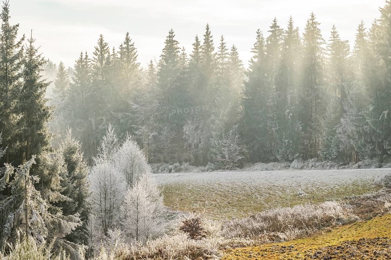 Meadow in a valley surrounded by a mixed forest with norway spruce (Picea abies) and European beech (Fagus sylvatica) white from roarfrost, on a sunny day in winter, Bavaria, Germany