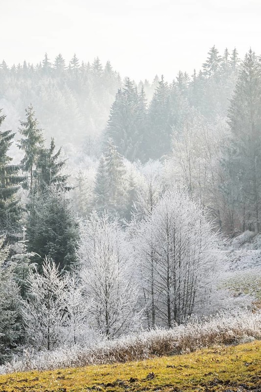 Meadow in a valley surrounded by a mixed forest with norway spruce (Picea abies) and European beech (Fagus sylvatica) white from roarfrost, on a sunny day in winter, Bavaria, Germany