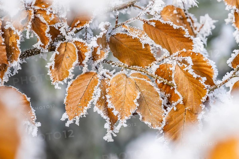 Ice crystals from roarfrost on a common beech (Fagus sylvatica) leaf at sunshine in winter, Bavaria, Germany