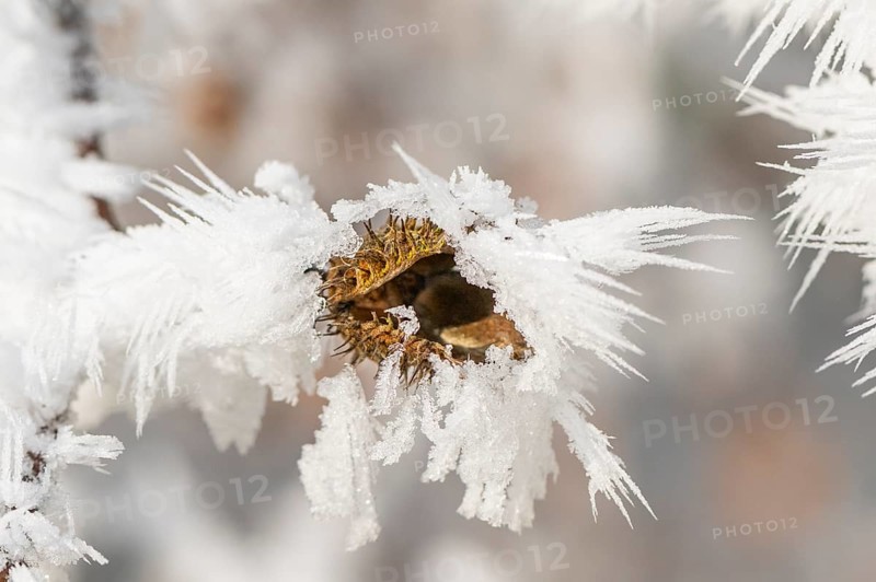 Ice crystals from roarfrost on a common beech (Fagus sylvatica) seed at sunshine in winter, Bavaria, Germany