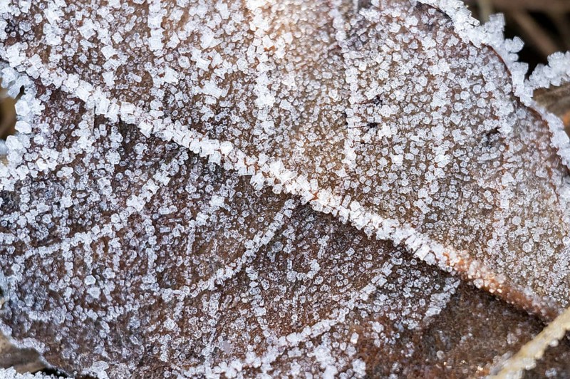 Ice crystals from roarfrost on a goat willow (Salix caprea) leaf lying on the ground in winter, Bavaria, Germany