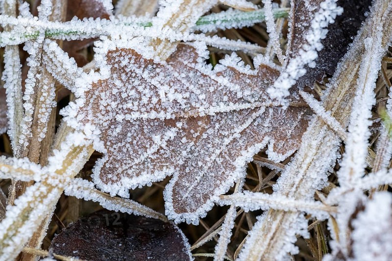Ice crystals from roarfrost on a pedunculate oak (Quercus robur) leaf lying on the ground in winter, Bavaria, Germany