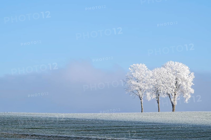 Silver lime trees (Tilia tomentosa) with hoarfrost on the branches standing on a meadow on a sunny day with blue sky in the background in winter, Bavaria, Germany
