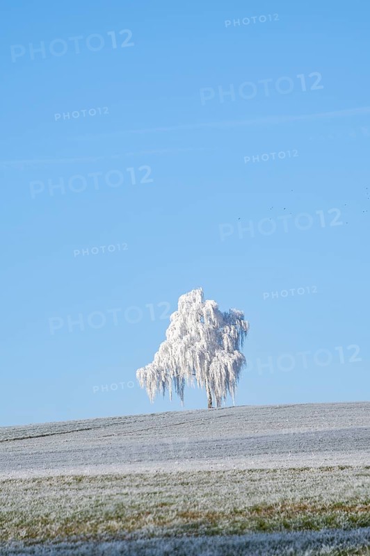 Silver birch (Betula pendula) standing on a meadow with hoarfrost on the branches in front of blue sky at sunshine in winter, Bavaria, Germany