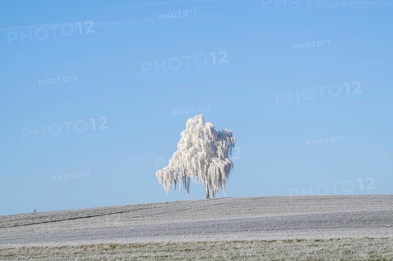 Silver birch (Betula pendula) standing on a meadow with hoarfrost on the branches in front of blue sky at sunshine in winter, Bavaria, Germany