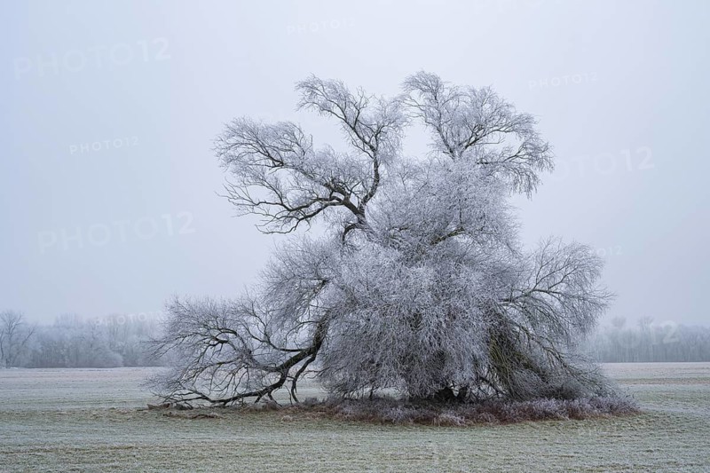 Eastern crack-willow (Salix euxina) standing on a meadow with hoarfrost on the branches in winter, Bavaria, Germany
