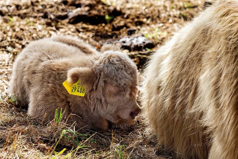 Hochlandrind, Kalb, Neugeborenes liegt bei seiner Mutter, Landschaftspflege, Weidehaltung, Holzminden, Weserbergland, Niedersachsen, Deutschland