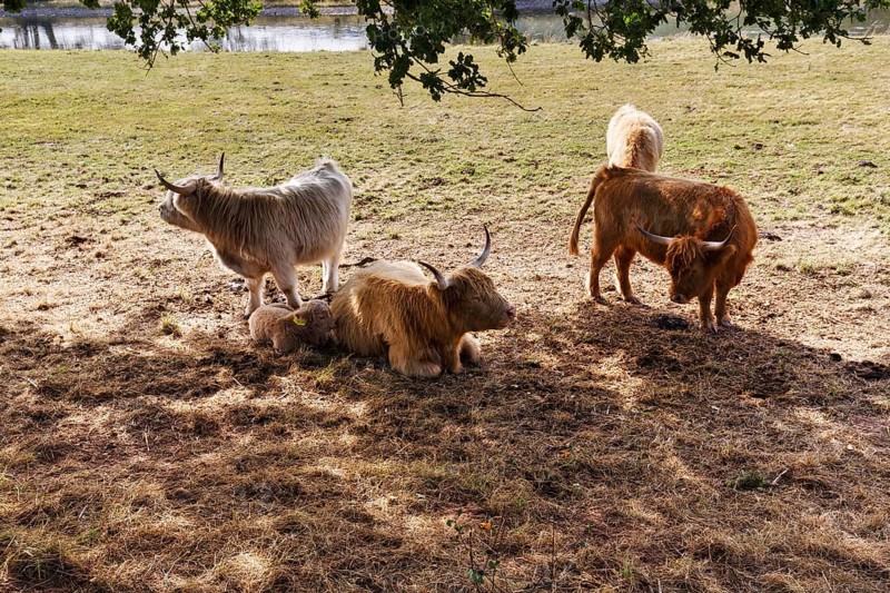 Hochlandrinder, Herde mit Kalb sucht Schatten, Neugeborenes liegt bei seiner Mutter, Landschaftspflege, Weidehaltung, Holzminden, Weserbergland, Niedersachsen, Deutschland