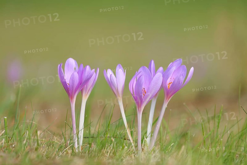 Autumn crocus (Colchicum autumnale), autumn crocus (Colchica) flowering in meadow, wet meadow, autumn messenger, season, autumn, bulbous plant, poisonous, poison, in a natural environment in the wild, Siegerland, North Rhine-Westphalia, Germany