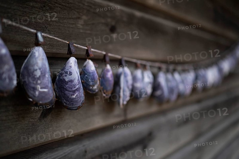 Shell necklace on a wooden wall, Resö Island, Bohuslän, Skagerrak, Sotenäs, Västra Götalands län, Sweden