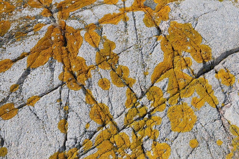 Yellowish lichen on a furrowed granite rock, Resö Island, Bohuslän, Skagerrak, Sotenäs, Västra Götalands län, Sweden