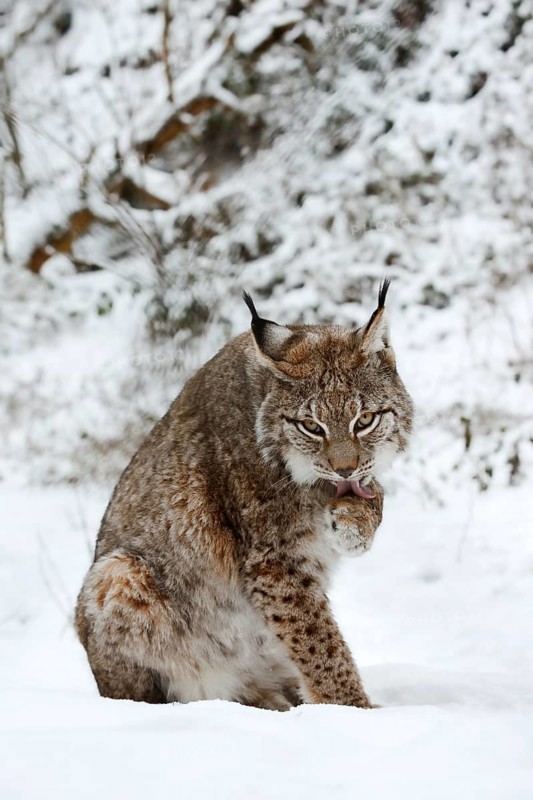 Eurasian lynx (Lynx lynx) licking its paw, winter, captive, Germany