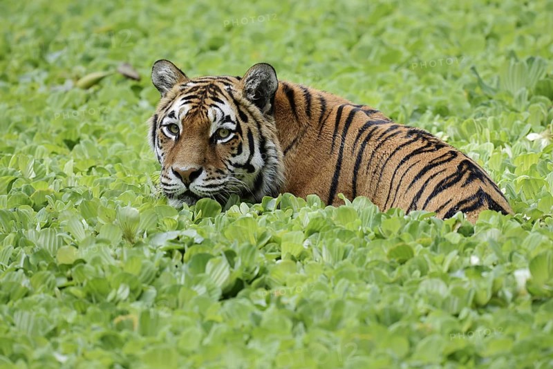 Siberian tiger (Panthera tigris altaica) in a pond with water lettuce (Pistia stratiotes), captive, native to Asia