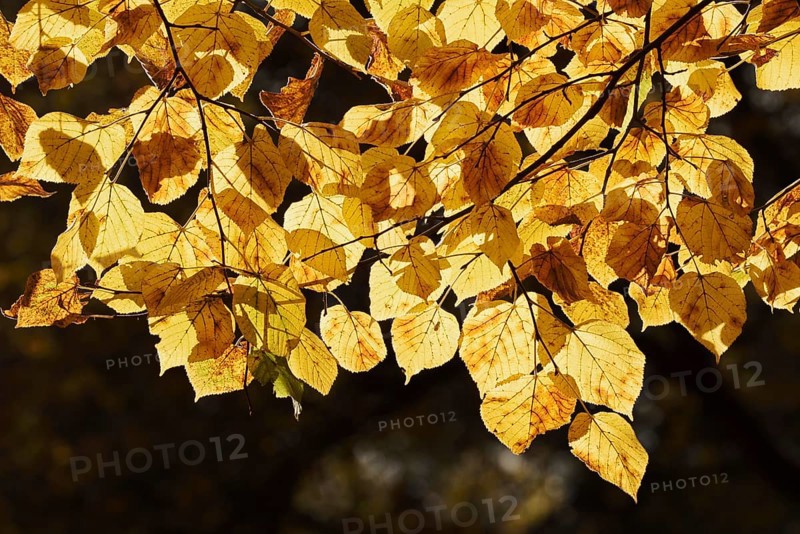 Summer lime (Tilia platyphyllos), leaves in autumn, North Rhine-Westphalia, Germany