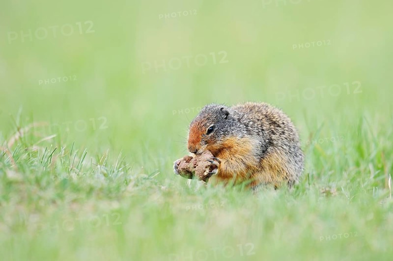 Columbia ground squirrel (Urocitellus columbianus, Spermophilus columbianus) feeding in a meadow, Jasper National Park, Alberta, Canada