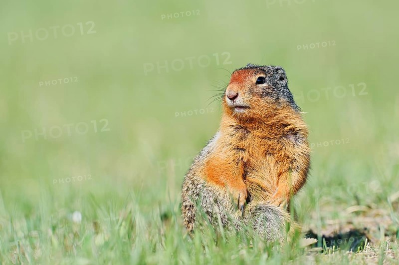 Columbia ground squirrel (Urocitellus columbianus, Spermophilus columbianus), Jasper National Park, Alberta, Canada
