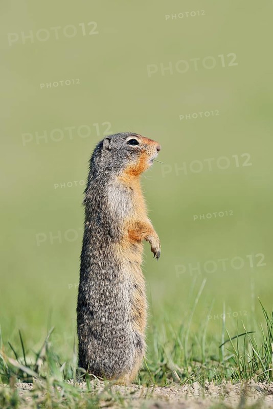 Columbia ground squirrel (Urocitellus columbianus, Spermophilus columbianus) standing upright in a meadow, Jasper National Park, Alberta, Canada