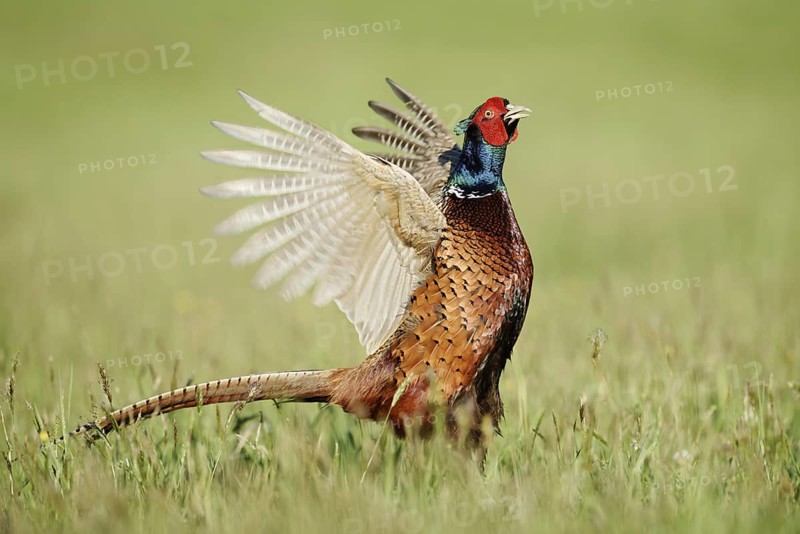 Hunting pheasant (Phasianus colchicus), cock mating in a meadow, North Rhine-Westphalia, Germany