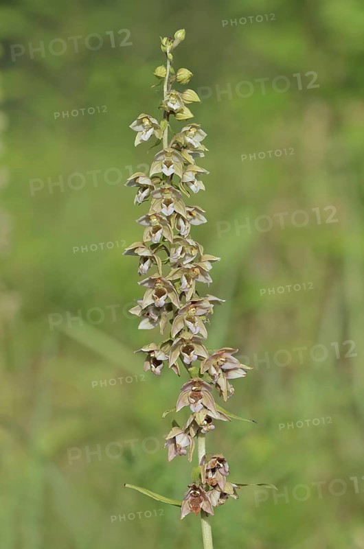 Broad-leaved helleborine or broad-leaved marsh orchid (Epipactis helleborine), inflorescence, North Rhine-Westphalia, Germany