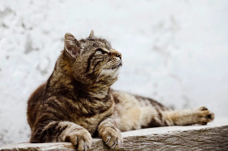 Domestic cat (Felis catus) lying on a wooden bench, Brittany, France
