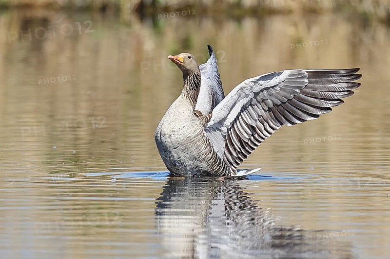 Greylag goose (Anser anser), flapping its wings on a pond, Wagbachniederung nature reserve, Waghäusel, Baden-Württemberg, Germany