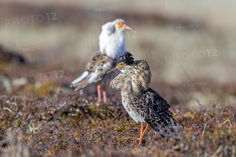Two ruffs (Calidris pugnax), satellite with white neck ruff and territorial male in breeding plumage displaying at lek in spring, Scandinavia