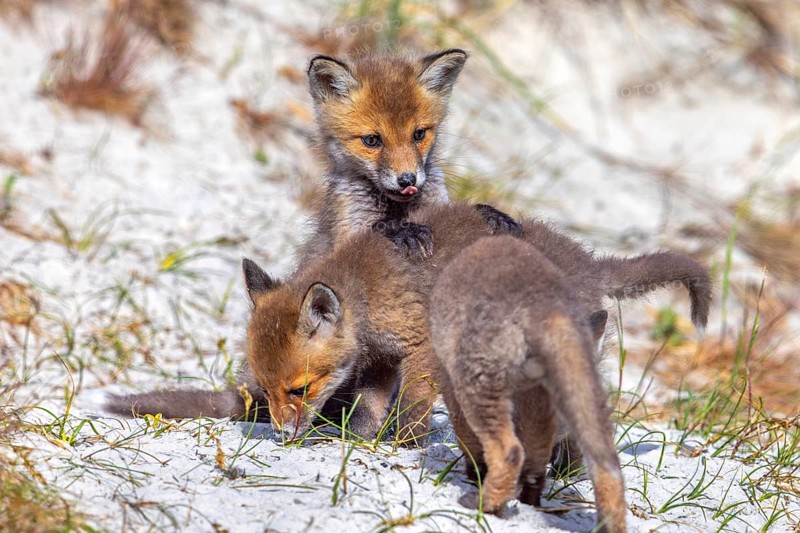 Young red foxes (Vulpes vulpes) three playful kits, juveniles playing near burrow, den in the sand dunes along the coast in spring