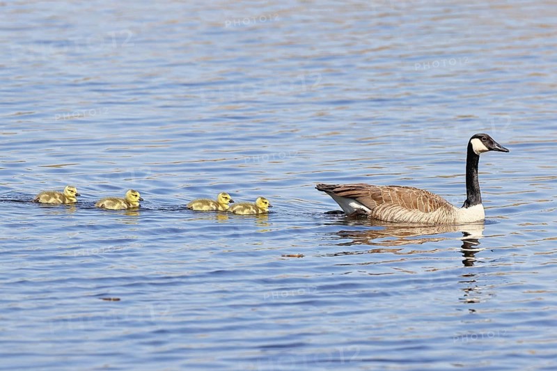 Canada goose (Branta canadensis), swimming with chicks on a lake, animal pair, wildlife, birds, geese, nature reserve Wagbachniederung, Waghäusel, Baden-Württemberg, Germany