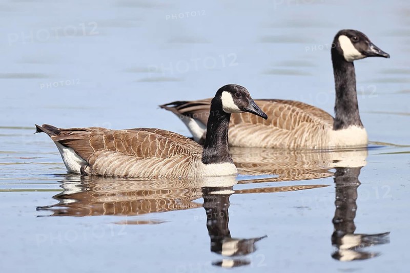 Canada goose (Branta canadensis), pair swimming on a lake, animal pair, wildlife, birds, geese, nature reserve Wagbachniederung, Waghäusel, Baden-Württemberg, Germany
