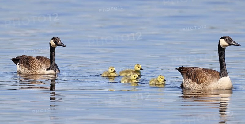 Canada goose (Branta canadensis), pair swimming with chicks on a lake, animal pair, wildlife, birds, geese, nature reserve Wagbachniederung, Waghäusel, Baden-Württemberg, Germany