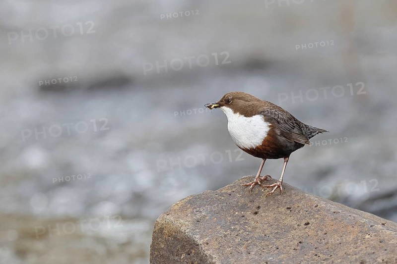 White-throated Dipper (Cinclus cinclus) standing with prey on a stone in the middle of a stream, the only native songbird that can also dive, wildlife, native nature, Wilnsdorf, North Rhine-Westphalia, Germany