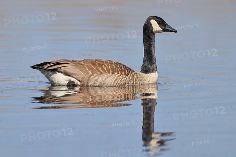 Canada goose (Branta canadensis), swimming on a lake, wildlife, birds, geese, nature reserve Wagbachniederung, Waghäusel, Baden-Württemberg, Germany