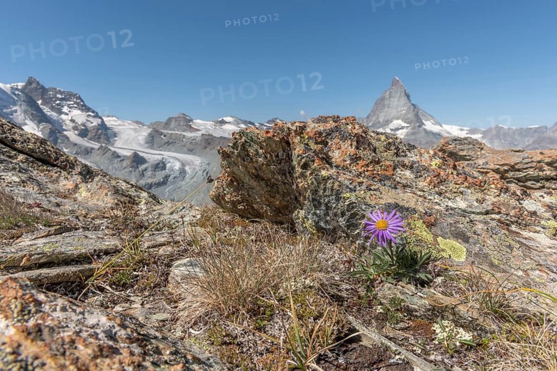 A solitary purple wildflower Aster des Alpes (Aster alpinus) rises from the rocky ground and displays its vibrant colour against the stone. The Matterhorn mountain towers majestically in the background on a bright day. Zermatt, Valais, Alps, Swiss