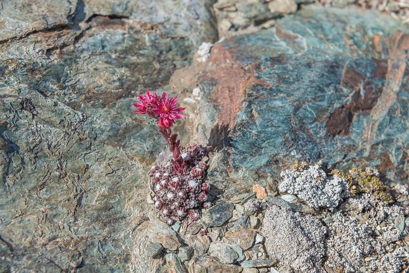 A striking pink flower Sempervivum arachnoideum (cobweb houseleek) grows out of a rocky surface and shows resilience in a ha rsh environment. The surrounding rocks and soil create a textured background in a remote area. Zermatt, Valais, Alps, Switzerland
