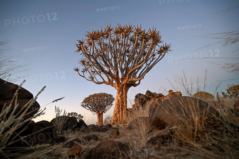 Quiver tree (Aloe dichotoma) in the morning light, quiver tree forest near Keetmanshoop, Karas Region, Namibia